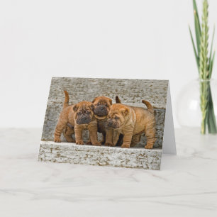 Shar-Pei Pups 3 in a row Karte