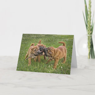 Shar-Pei Pups with Stick Greeting Card Karte