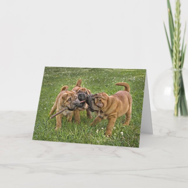 Shar-Pei Pups with Stick Greeting Card Karte (Vorderseite)