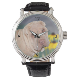 Shar Pei stellen gegenüber Armbanduhr