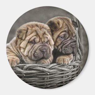 Shar-Pei Welpen im Korb-Magneten Magnet