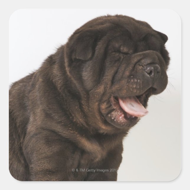 Shar Pei Welpengähne, Studioaufnahme Quadratischer Aufkleber (Vorderseite)
