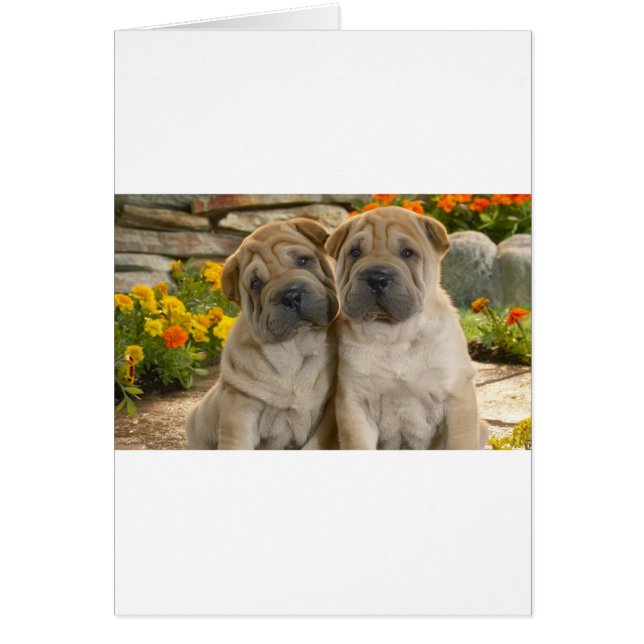 Shar Pei Welppies (Vorne)
