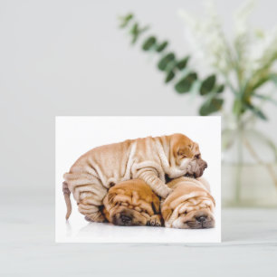 Shar Pei Welppies Postkarte