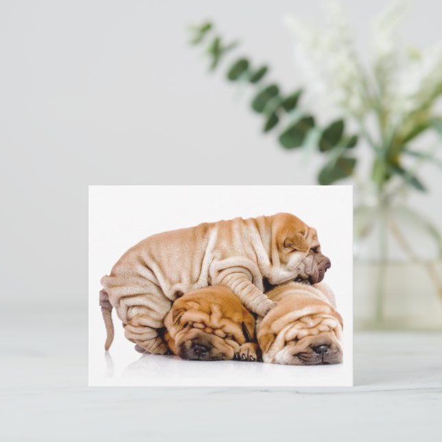 Shar Pei Welppies Postkarte (Stehend Vorderseite)