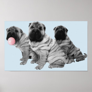 Shar Pei Welppies Schwarz-weiße Blase Gum Dog Poster