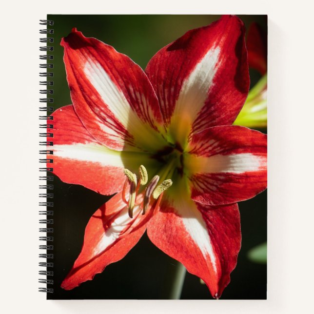 Shards of Red: Hibiscus at the Summit of Phongsaly Notizbuch (Vorderseite)