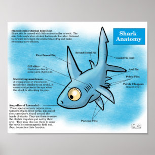 Shark Anatomy Print Poster