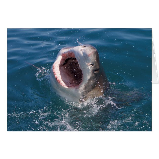 Shark Card (Vorderseite (Horizontal))
