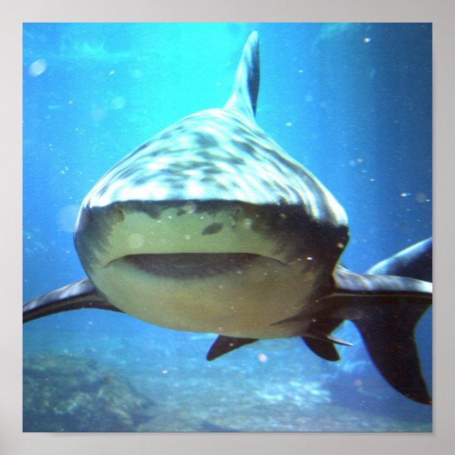 Shark Foto Print Poster (Vorne)