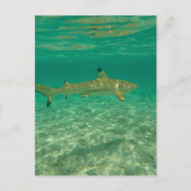 Shark in bora bora postkarte (Vorderseite)