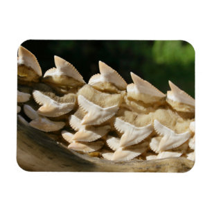 Shark Jawbone und Zähne Magnet