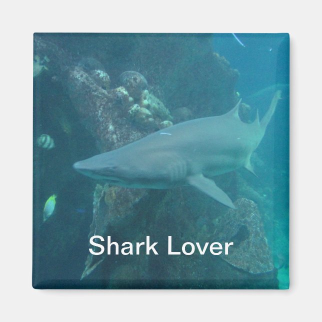 Shark Magnet (Vorne)
