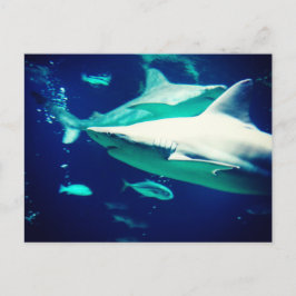 Shark Postcard Postkarte