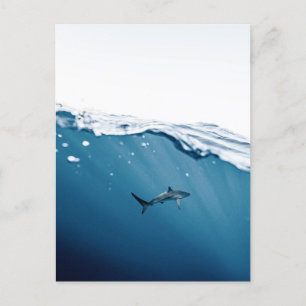 Shark Postcard Postkarte