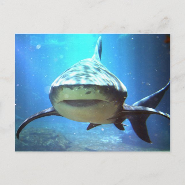 Shark Postcard Postkarte (Vorderseite)