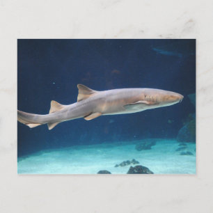 Shark Postcard Postkarte