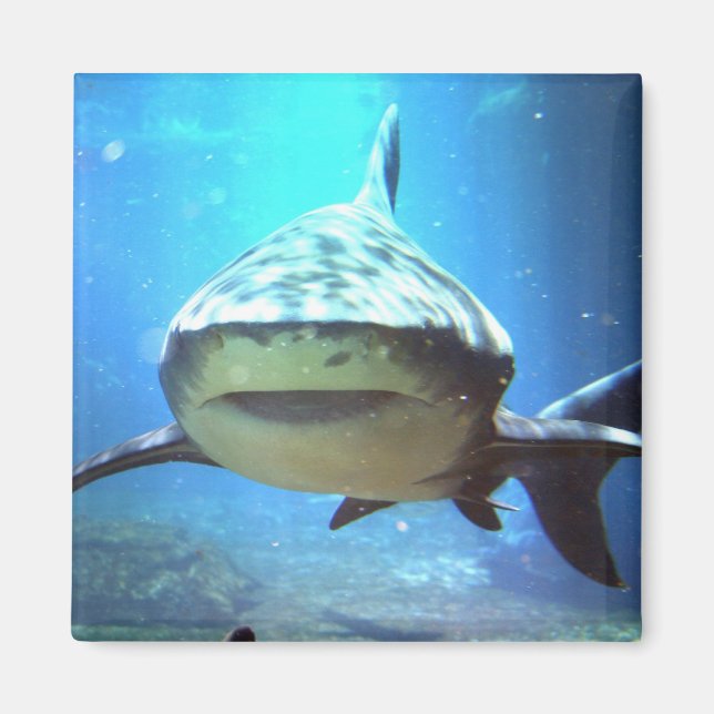 Shark Square Magnet (Vorne)