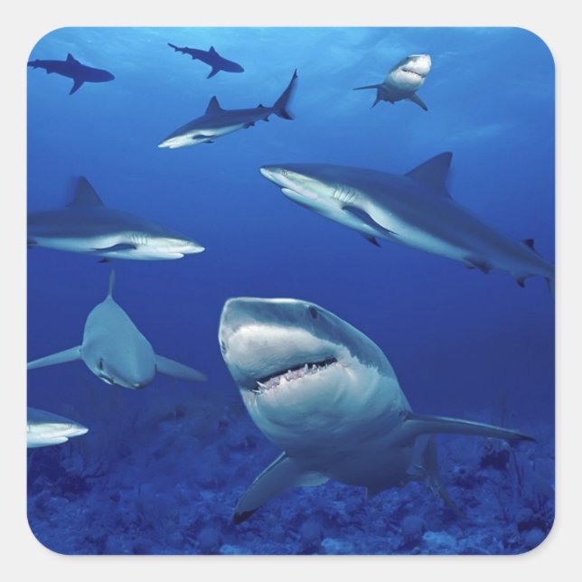Shark Stickers (Vorderseite)