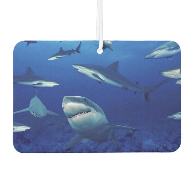 Sharks Air Freshener Autolufterfrischer (Vorderseite)