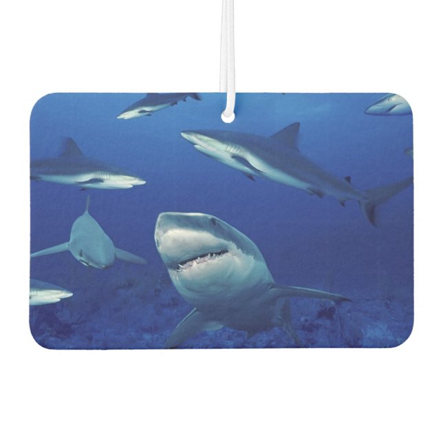 Sharks Air Freshener Autolufterfrischer (Vorderseite)