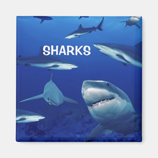 Sharks Magnet (Vorne)
