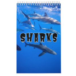 Sharksammlung Showcase Wall Kalender