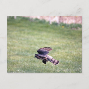 Sharp-Shinned Hawk im Flug Postkarte