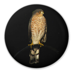 Sharp-Shinned Hawk Keramik Knob Keramikknauf