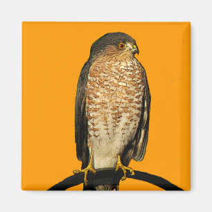 Sharp-Shinned Hawk Magnet