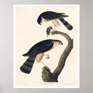 Sharp-shinned Hawk von Audubon Poster