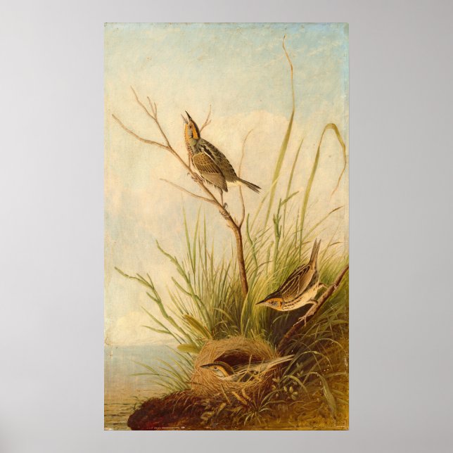 Sharp-Tail Finch, Joseph B. Kidd Fine Art Poster (Vorne)