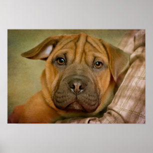 Sharpei-Beagle-Welpe Poster