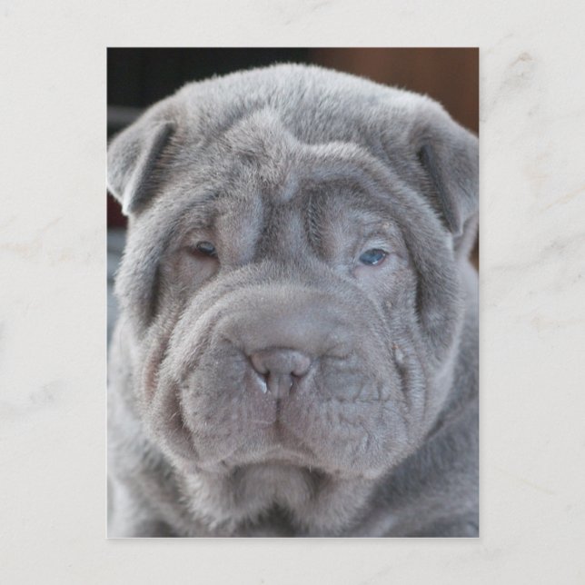 Sharpei Puppy Postkarte (Vorderseite)
