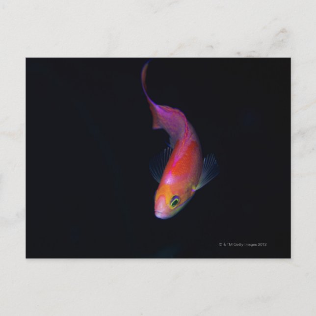 Sharpfin Seebarsch 2 Postkarte (Vorderseite)