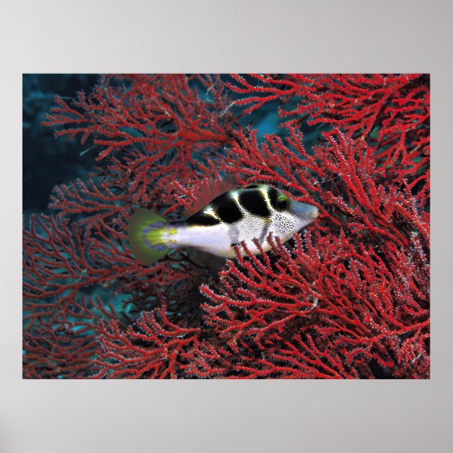 Sharpnose Puffer in der Koralle Poster (Vorne)
