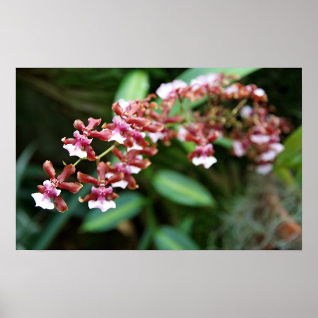Sharry Baby Oncidium Poster (Vorne)