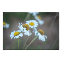 Shasta Daisies auf dem Feld