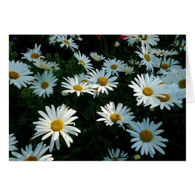 Shasta Daisies II (Vorderseite (Horizontal))