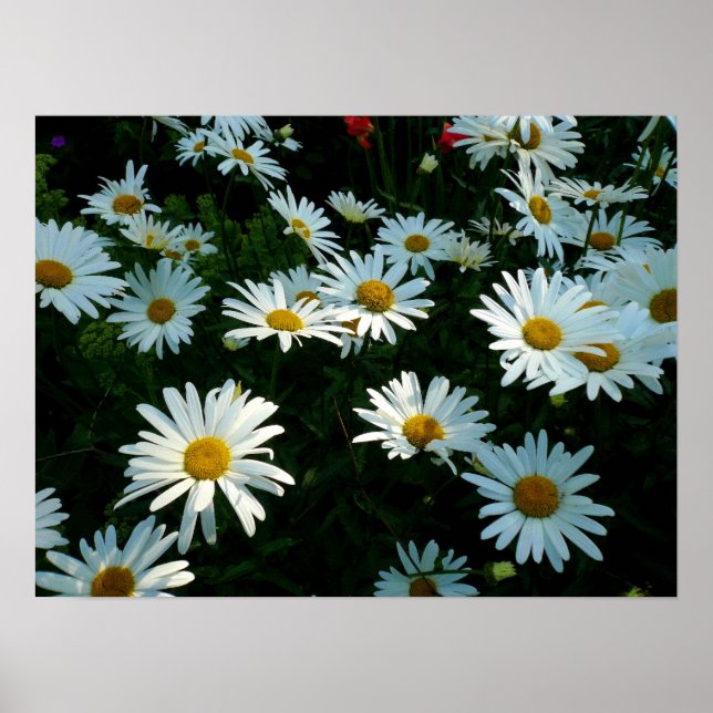 Shasta Daisies II Poster (Vorne)