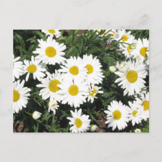 Shasta Daisies Postcard Postkarte