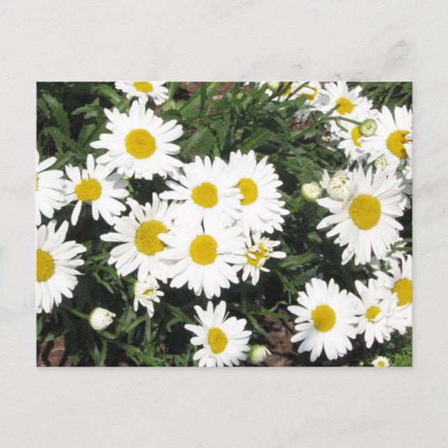 Shasta Daisies Postcard Postkarte (Vorderseite)