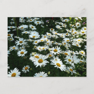 Shasta Daisies Postkarte
