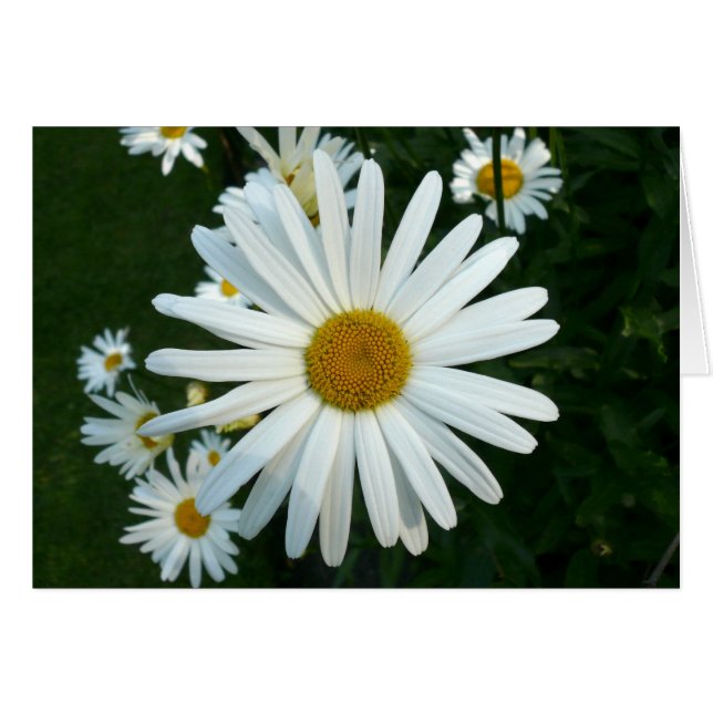 Shasta Daisy (Vorderseite (Horizontal))