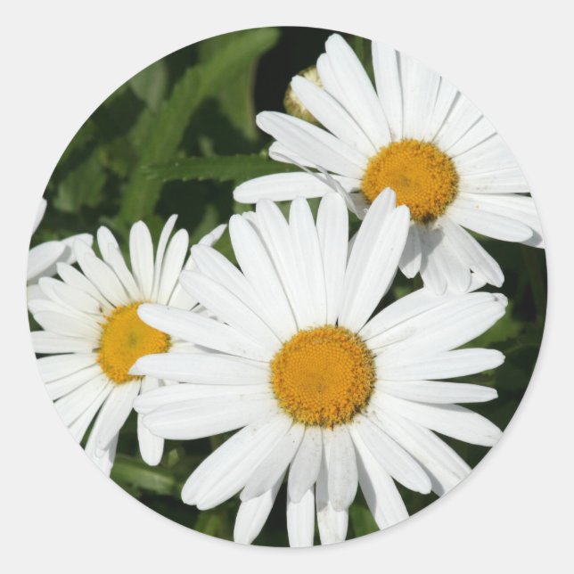 Shasta Daisy Aufkleber (Vorderseite)