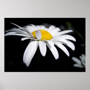 Shasta Daisy Fotografy Poster