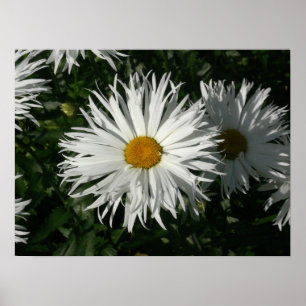 Shasta Daisy Gone Crazy. Poster