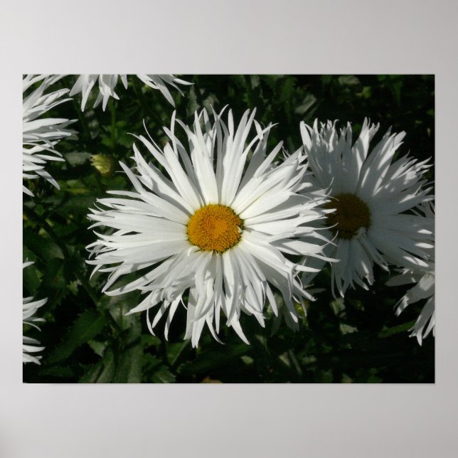 Shasta Daisy Gone Crazy. Poster (Vorne)