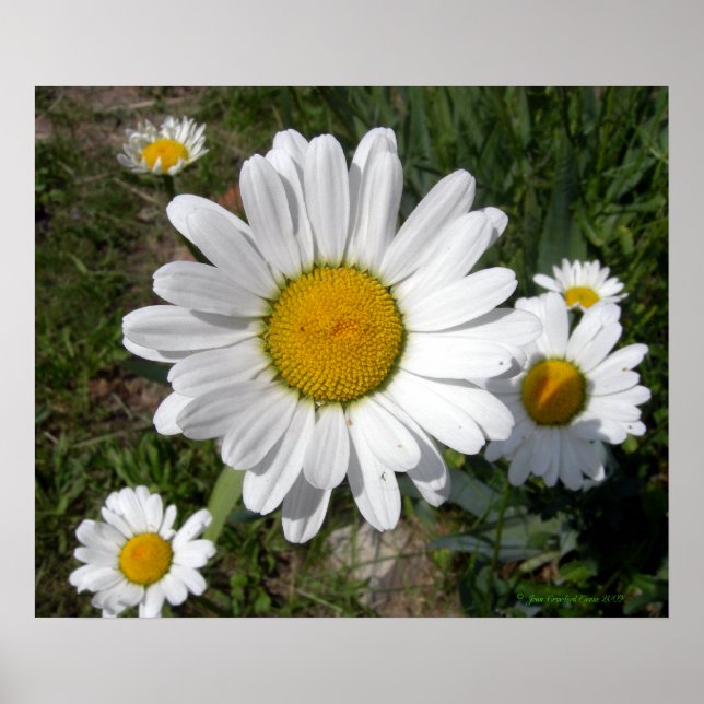 Shasta Daisy (höchstens Chrysanthemum) Poster (Vorne)