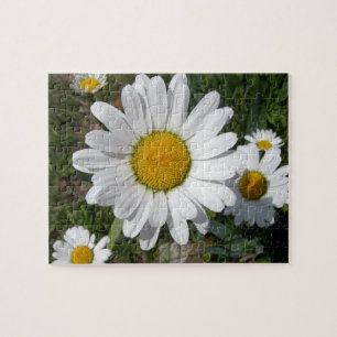 Shasta Daisy (höchstens Chrysanthemum) Puzzle